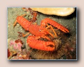 [Click to enlarge image]