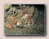 [Click to enlarge image]