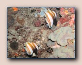 [Click to enlarge image]