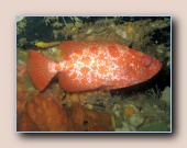 [Click to enlarge image]