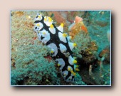 [Click to enlarge image]