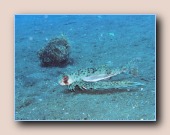 [Click to enlarge image]