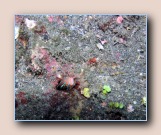 [Click to enlarge image]