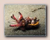 [Click to enlarge image]