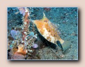 [Click to enlarge image]