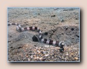 [Click to enlarge image]