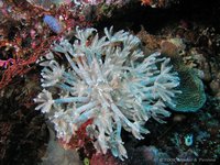 Ostrich feather coral