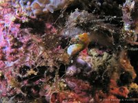 Pontohi seahorse