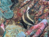 Bannerfishes