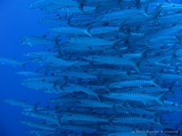 Donkervin barracudas