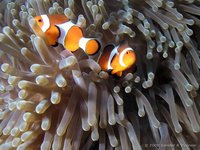 Ocellaris clownfish