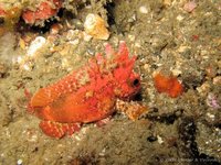 Long-spined waspfish