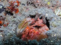 Mantis shrimp