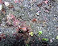 Bluestriped fangblenny