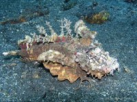 Spiny Devilfish