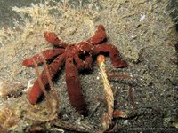 Krab