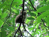 Spectral tarsier