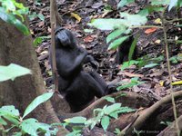 Celebes crested macaque