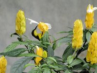 Olive-backed sunbird