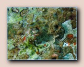 [Click to enlarge image]