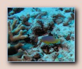 [Click to enlarge image]