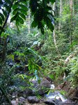 Jungle