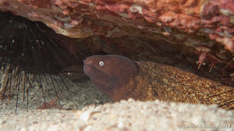White-eyed moray (Siderea thysoidea) Twin Rocks, Koh Tao