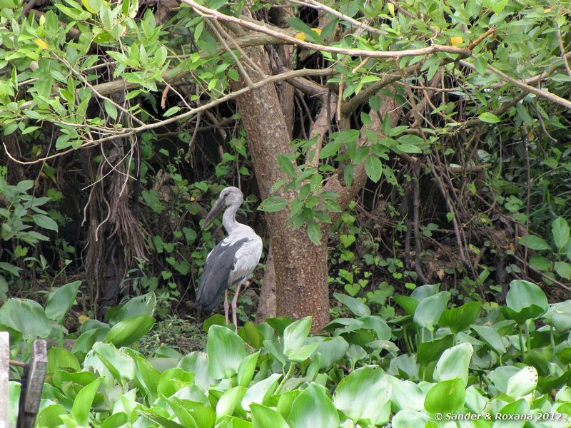  Anastomus oscitans, fietstocht door Bangkok