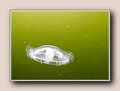 [Click to enlarge image]