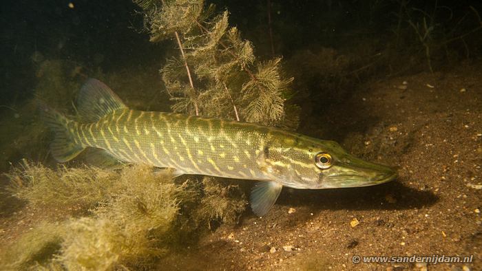 Snoekje, Tijningenplas 30-7-2010