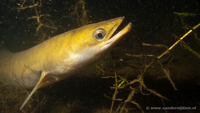 Paling, Tijningenplas 30-7-2010