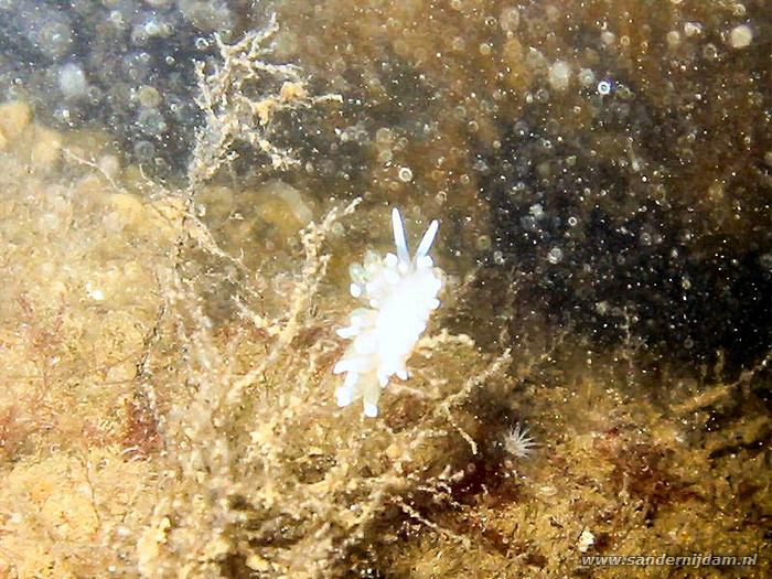 Een slechte foto van waarschijnlijk een Eubranchus Farrani (naaktslak), Scharendijke 24-5-2003