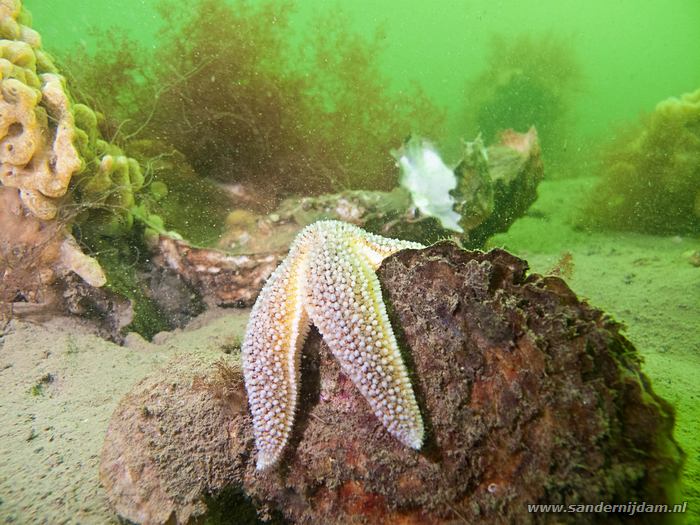 Gewone zeester, Scharendijk, 13-5-2012