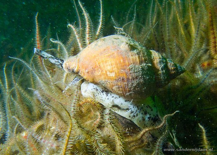 Wulk, Zeelandbrug, 9-10-2008