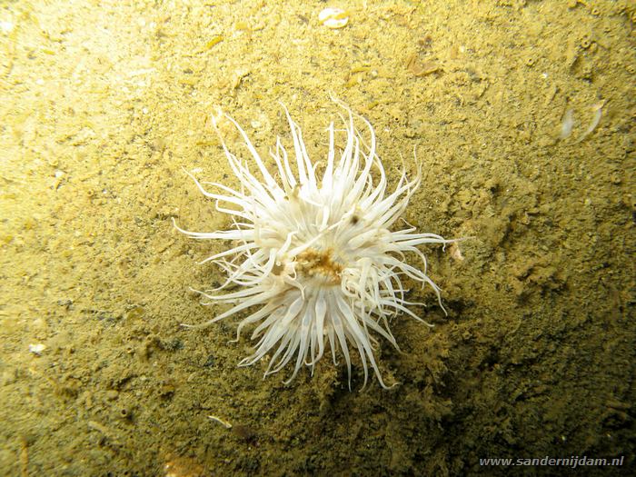 Weduweroosje, Scharendijk 30-5-2008
