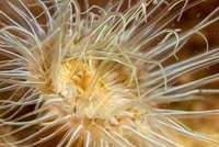 Widow anemone