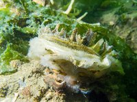 European flat oyster