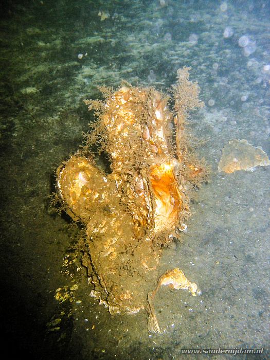 Begroeide oester, Preekhil 4-10-2003