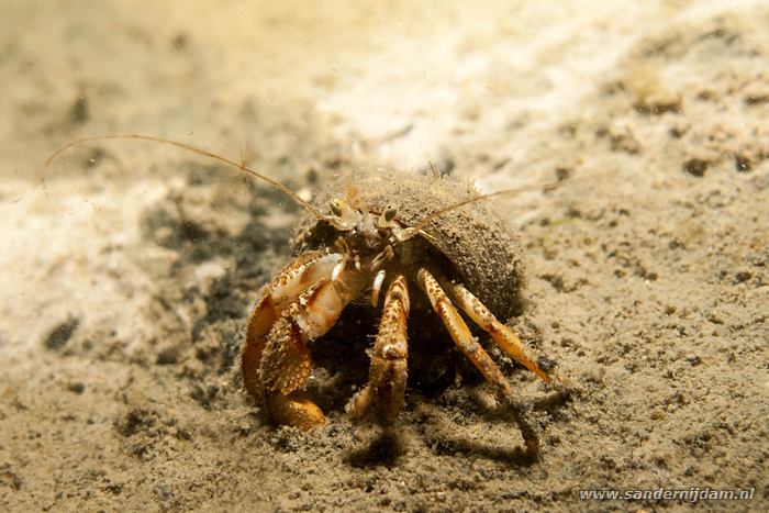 Grote heremietkreeft, Scharendijke 24-5-2013