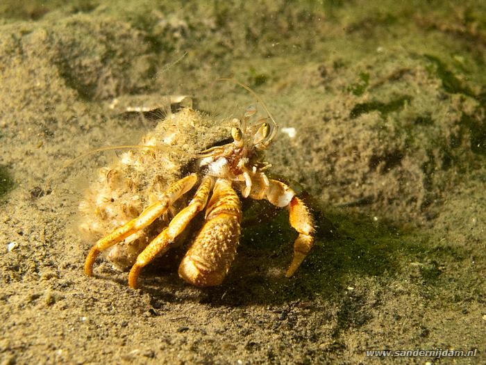 Grote heremietkreeft, Scharendijke 30-5-2010