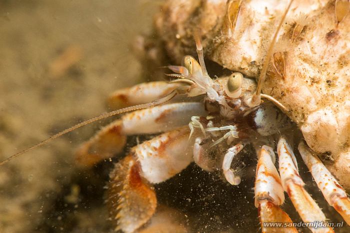 Grote heremietkreeft, Scharendijke, mei 2015