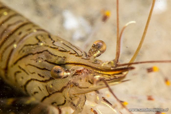 Steurgarnaal, Scharendijke, mei 2015