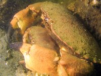 Edible crab