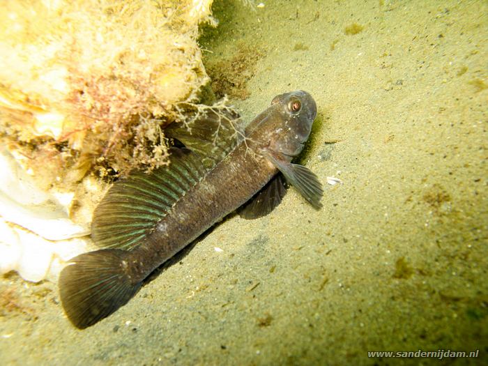 Grondel, Scharendijke 31-5-2008